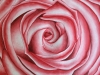 Rose (zu verkaufen)