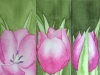 Tulpen 2 (zu verkaufen)