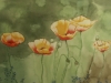 Mohnblumen 2 (verkauft)