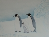 Pinguine (verkauft)