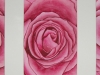 Rosen 3 (verkauft)