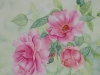 Rosen 5 (zu verkaufen)