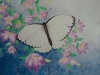 Schmetterling 2