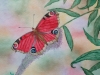 Schmetterling 5 (zu verkaufen)