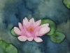 Seerose 1 (verkauft)