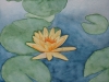 Seerose 3 (zu verkaufen)